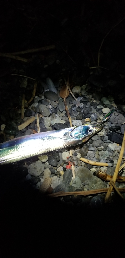 浜から太刀魚