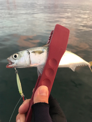 地味な釣果