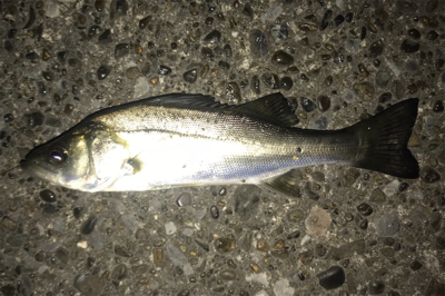 初魚種