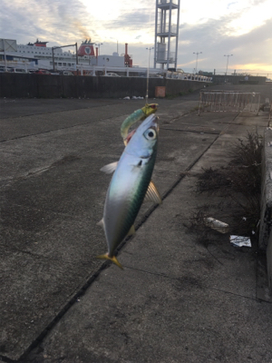 鯖、鯵釣れてます。