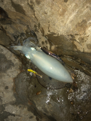 釣れるんです^ ^