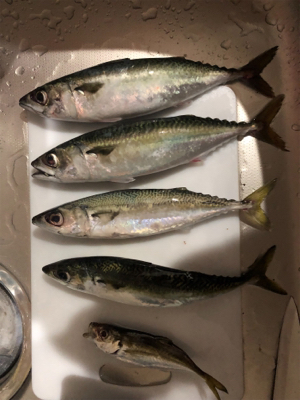 太刀魚釣りがまさかの