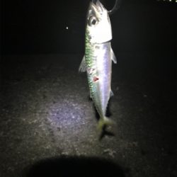 久しぶりの釣行