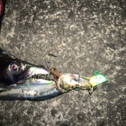 太刀魚良い感じにつれてます