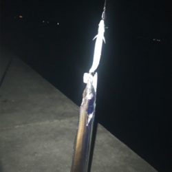 満潮の月夜でのタチウオ釣行
