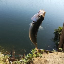 飛ばしサビキでサバ