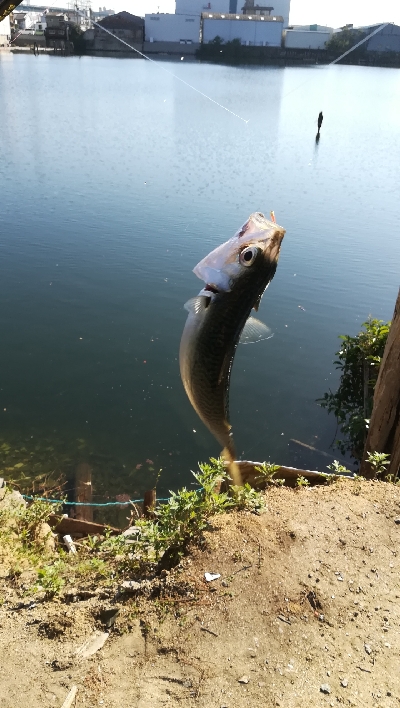 飛ばしサビキでサバ