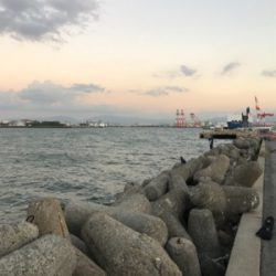 太刀魚は大きくなってます