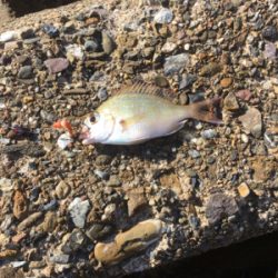 親父たちの釣行 舞鶴