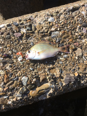 親父たちの釣行 舞鶴