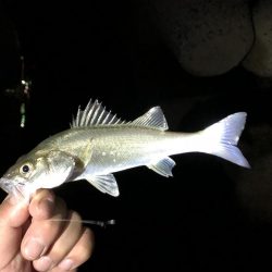 マントン夜釣り