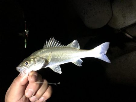 マントン夜釣り