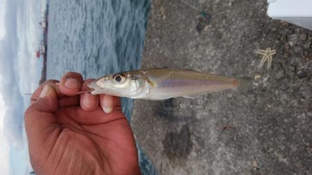 播磨新島赤灯台波止へ釣行しました