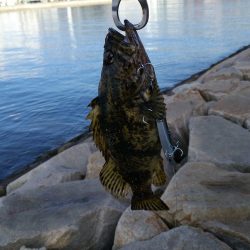 ショアジギングでサバとタケノコメバル