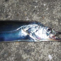 湾奥太刀魚