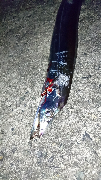 初めての太刀魚