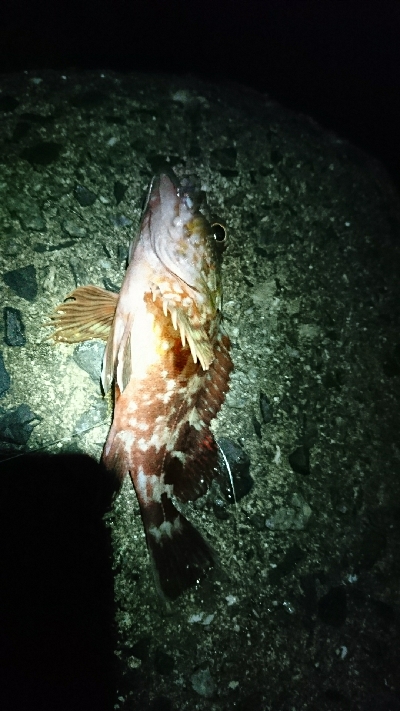 夜釣りでアナゴ