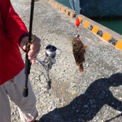 合津港で初釣り