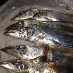 太刀魚良い感じにつれてます