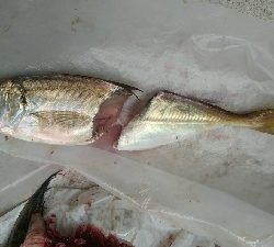 太刀魚おらずサバとサゴシ