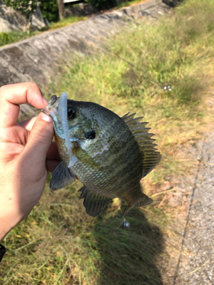 朝マズメスピニング釣行