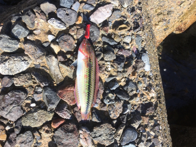 親父たちの釣行 舞鶴