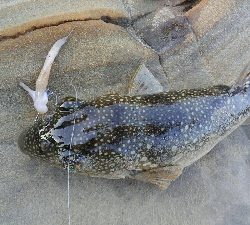 小物釣り