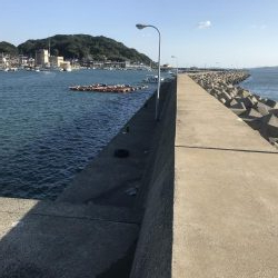 博多湾にサゴシが回っています