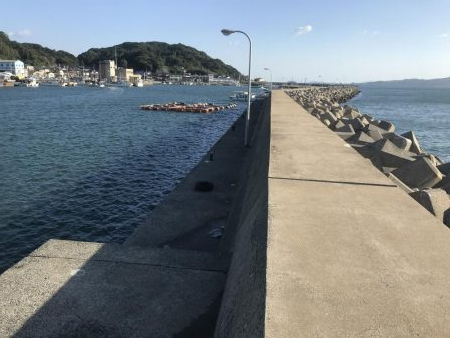 博多湾にサゴシが回っています