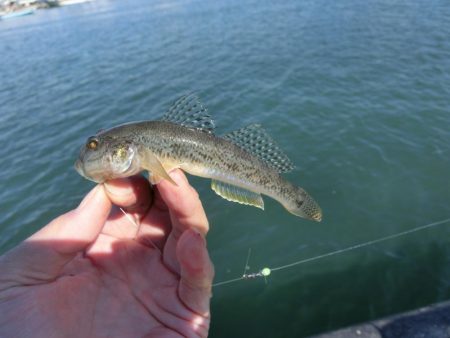 強風の中でハゼ釣り