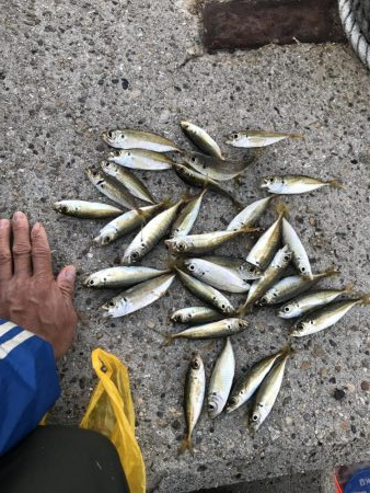 アジと太刀魚共に渋し