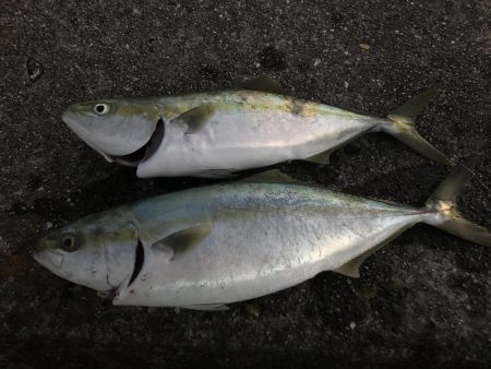 久しぶりの青物