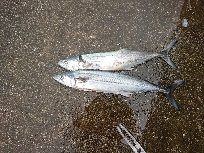 強雨、爆風、爆釣？