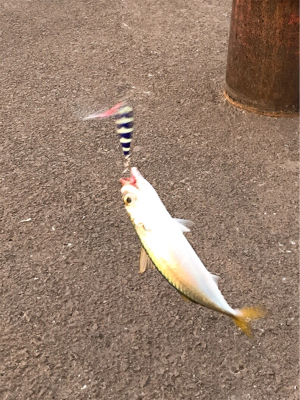 タチウオ渋くサバ祭り