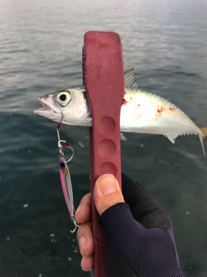 地味な釣果