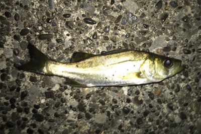 初魚種