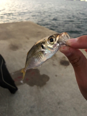 釣果が〜