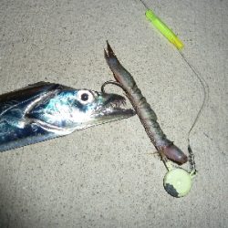ヤッパリ太刀魚
