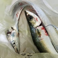 水軒ひと多し。しかし太刀魚は・・・