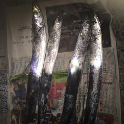 フラッシュjワームで太刀魚