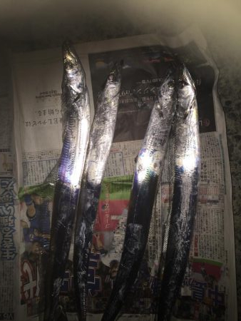 フラッシュjワームで太刀魚