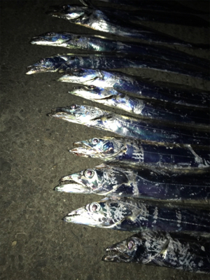 やっぱり、湾奥に居った！