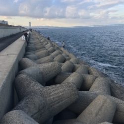 ワインド好調 貝塚人工島 沖向きテトラ