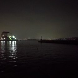 小雨降る南港カモメ大橋ヘチ釣行 （キビレ36cm,31cm、メジナ、釣果有り）