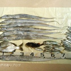 イワシ・タチウオ・チヌ、色々釣れました！