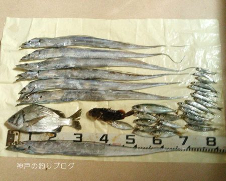 イワシ・タチウオ・チヌ、色々釣れました！