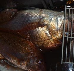 松福丸 釣果