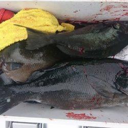 しば渡船 釣果