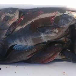 しば渡船 釣果