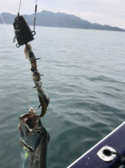 釣船 浦島太郎 釣果